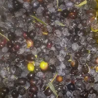 زیتون روغنی