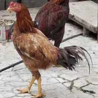 ۲ عدد خروس لاری افغان