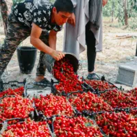 اجاره باغ گیلاس وآلبالو نقد