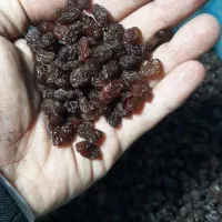 انواع کشمش بیدانه