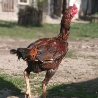 خروس ۱۶ ماهه لاری