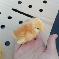 جوجه تخم‌گذار لوهمن یک‌روزه اصل