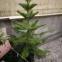 کاج مطبق امریکایی