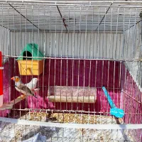 فنج نرو ماده
