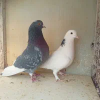 کفتر|پرنده|تهران, آهنگران (سراسیاب دولاب)|دیوار