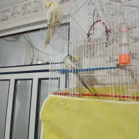 یک جفت عروس و یک عدد جوجه همراه قفس|پرنده|رشت, کوی مهر|دیوار