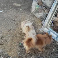سگ پاکوتاه پامر