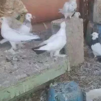 کبوتر دم سیا|پرنده|لنده, |دیوار