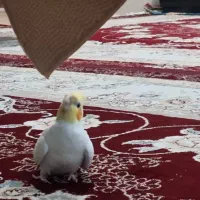 عروس هلندی گم شده کوی مهر|پرنده|شوش, |دیوار