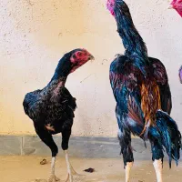 خروس اوشامو|حیوانات مزرعه|کبودرآهنگ, |دیوار
