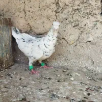 کفتر فروشی