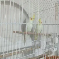 پرندگان عروس هلندی،طوطی برزیلی ومرغ عشق پروانی