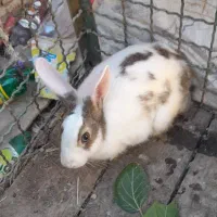 خرگوش دوعدد 400 تومان