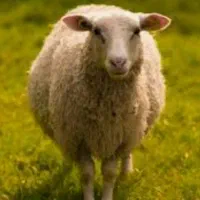 فروش میش در میبد