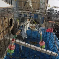 عروس هلندی|پرنده|شهرکرد, |دیوار