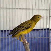 سهره و قناری|پرنده|کرمان, |دیوار