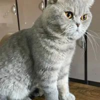 گربه اسکاتیش فولد خالص|گربه|بوکان, |دیوار