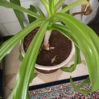 گیاه