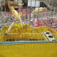 دوعدد قناری نر بخوان