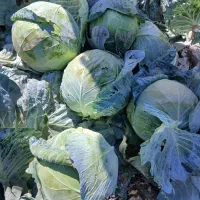 کلم برگ|گل و گیاه طبیعی|اهر, |دیوار