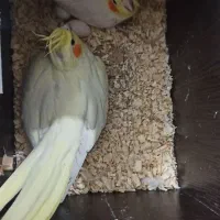 عروس هلندی همراه با تخم|پرنده|بوکان, |دیوار