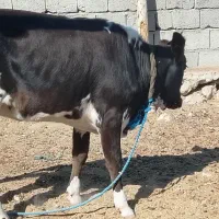 یک راس گاو نر سفید و یک راس پرو گوشتی|حیوانات مزرعه|قشم, |دیوار