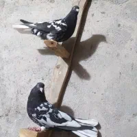 چندتا کبوتر|پرنده|مسجد سلیمان, |دیوار