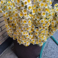 گل نرگس خفر|گل و گیاه طبیعی|شیراز, لاله|دیوار