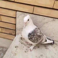 کفتر جکسون و طاووسی و پشت ابی