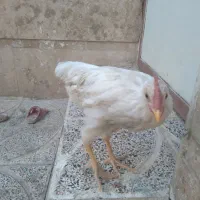 دوتاخروس|حیوانات مزرعه|بروجرد, |دیوار