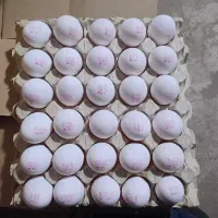 کار در مرغداری تخمگذار