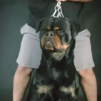 توله روتوایلر|سگ|تهران, تهرانپارس شرقی|دیوار