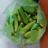 خیار زرد مخصوص خوراک دام کوسفند گاو یا شتر یا مرغ