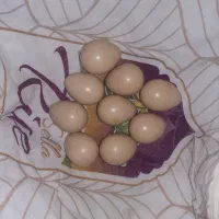 بلدرچین