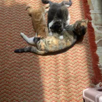 گربه های ناز و بازیگوش