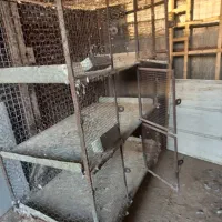 قفس،طوربند،گندم ونان دامی تمیز|لوازم جانبی حیوانات|برخوار, |دیوار