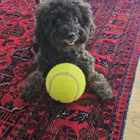 پودل توی عروسکی