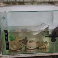 آکواریوم زیبا|ماهی|تایباد, |دیوار