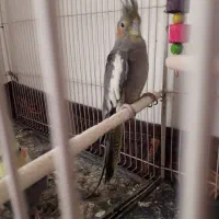 جفت عروس هلندی کار|پرنده|تربت جام, کاریز نو سفلی|دیوار