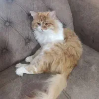 جفت گربه نژاد انگورا