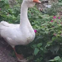 قوغاز نر جوان