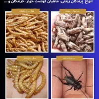 فروش میلورم خشک