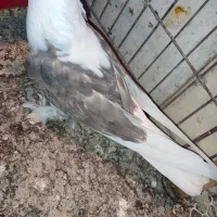 جوجه سرور هما پاچکمه وطوقی