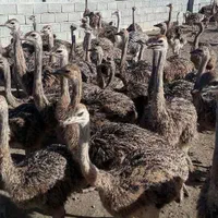 دوره آموزش پرواربندی شتر مرغ (مدرک فنی و حرفه ای)