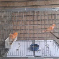 یک جفت قناری پرتغالی آماده