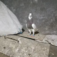 طوقی سرکه ای پشت آجری