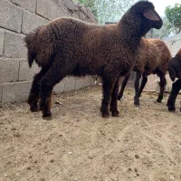 بره پای پروار