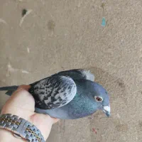 کبوتر مسافتی