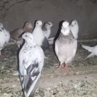 تکپر آلمانی