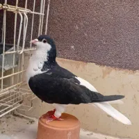 چپ سیاه|پرنده|مشهد, امیریه|دیوار